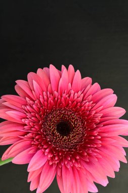 siyah arka plan üzerine gerbera