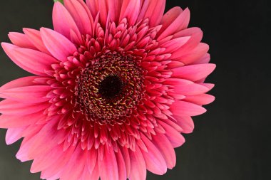Siyah arka planda pembe gerbera. Yakın plan..
