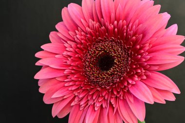 Güzel pembe Gerbera çiçeği. Yakın görüş.