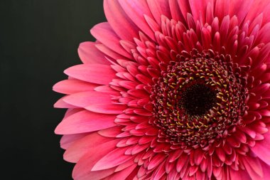 Koyu arkaplanda çiçek açan güzel çiçekleri kapat, makro