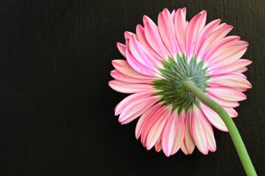 Siyah arka planda güzel pembe gerbera çiçeği
