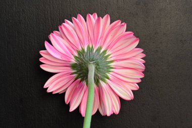 siyah arka plan üzerine pembe gerbera papatya