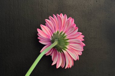 Siyah arka planda güzel pembe çiçek, yaz konsepti