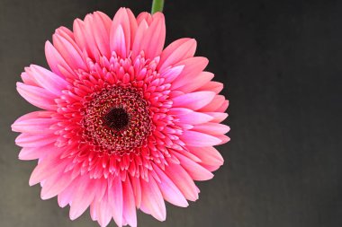 close up of beautiful pink gerbera flowers