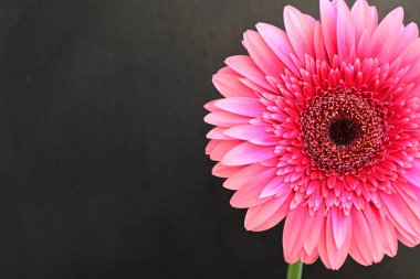 Siyah arka planda güzel pembe gerbera, yakın görüş.
