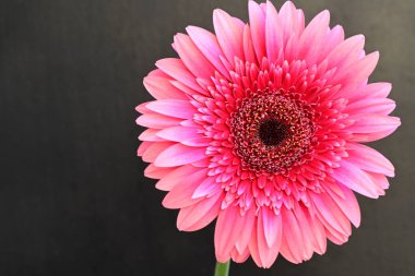 Siyah arka planda güzel pembe gerbera, yakın görüş.