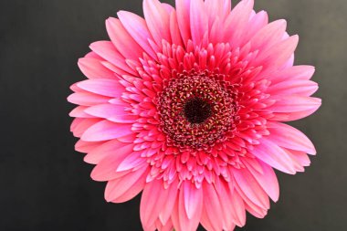 Siyah arka planda güzel pembe gerbera, yakın görüş.
