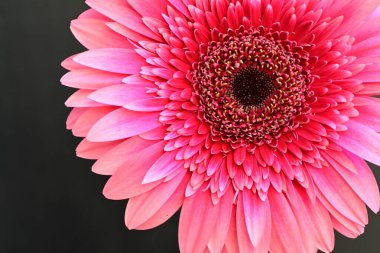 Siyah arka planda güzel pembe gerbera, yakın görüş.