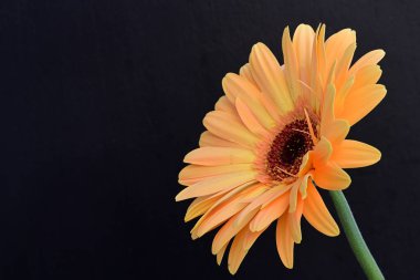 Siyah arkaplanda güzel turuncu gerbera, yakın görüş