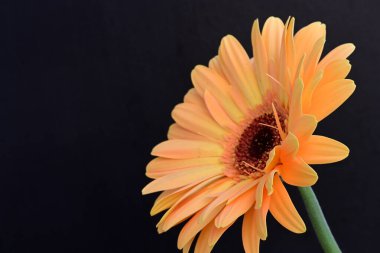 Siyah arkaplanda güzel turuncu gerbera, yakın görüş
