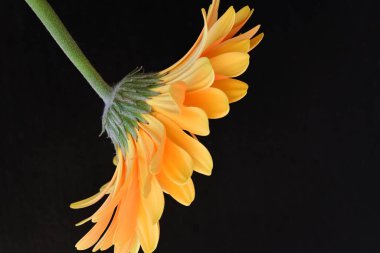 Koyu arkaplanda güzel sarı gerbera çiçeği 