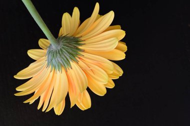 Koyu arkaplanda güzel sarı gerbera çiçeği 