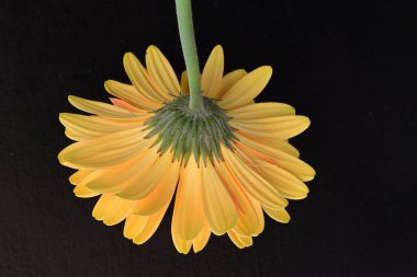 Koyu arkaplanda güzel sarı gerbera çiçeği 