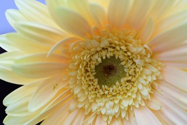 Bahçedeki sarı gerbera çiçeğini kapat. 