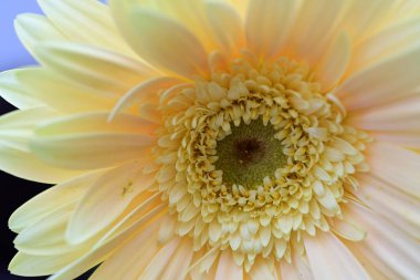Bahçedeki sarı gerbera çiçeğini kapat. 