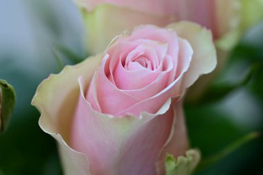 Güneşli yaz gününde bahçede güzel çiçekler 