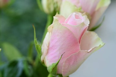 Güzel pembe gül bahçesinde yakın çekim 