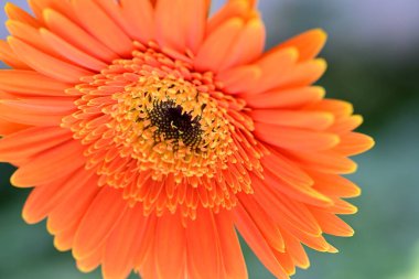 Güzel Gerbera çiçeği. Yaklaş.