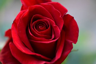Güzel bir kırmızı gül çiçek yakın çekim.