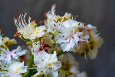 Bahçede açan güzel çiçeğin yakın görüntüsü 