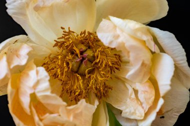 Bahçede açan güzel şakayık çiçeklerinin yakın görüntüsü