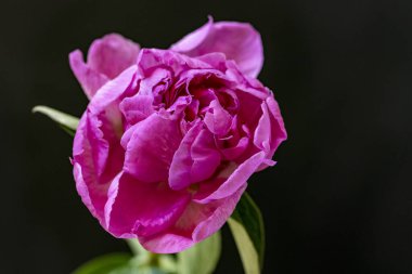 Güzel gül çiçeğinin yakın görüntüsü 