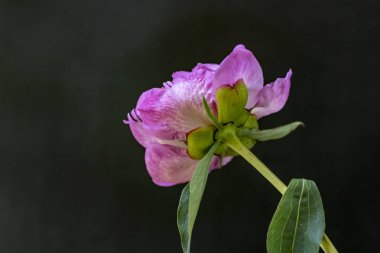 Güzel gül çiçeğinin yakın görüntüsü 
