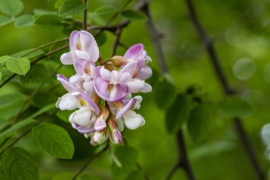 Güneşli yaz gününde bahçede büyüyen güzel çiçeklerin yakın çekimi..                        