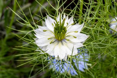 Bahçede açan güzel çiçeğin yakın görüntüsü