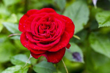 Bahçede açan güzel kırmızı gül çiçeğinin yakın görüntüsü