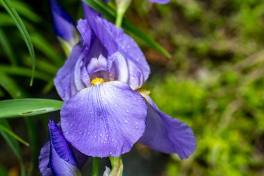 Bahçede açan güzel mavi iris çiçeğinin yakın görüntüsü
