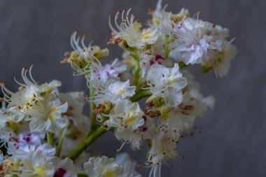 İlkbaharda açan kestane ağacı, güzel çiçekler 