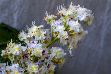 İlkbaharda açan kestane ağacı, güzel çiçekler 