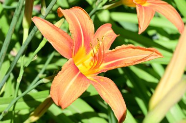 Güneşli bir sabahta bahçede güzel turuncu zambak