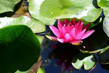 Güzel pembe su çiçeğinin yakın görüntüsü. 