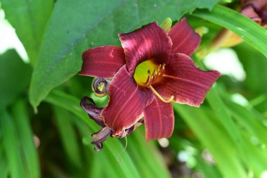 Bahçede açan güzel çiçeğin yakın görüntüsü 