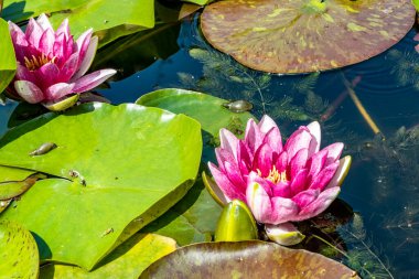 Güzel pembe nilüfer çiçeklerinin yakın görüntüsü