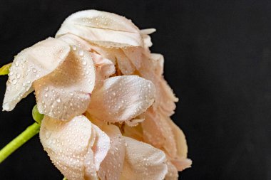 Bahçede açan güzel şakayık çiçeklerinin yakın görüntüsü