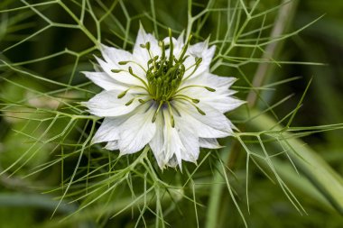 Bahçede açan güzel çiçeğin yakın görüntüsü 
