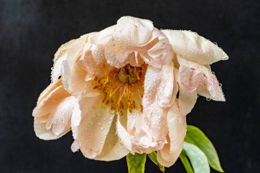 Bahçede açan güzel şakayık çiçeklerinin yakın görüntüsü