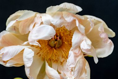 Bahçede açan güzel şakayık çiçeklerinin yakın görüntüsü