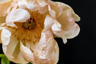 Bahçede açan güzel şakayık çiçeklerinin yakın görüntüsü