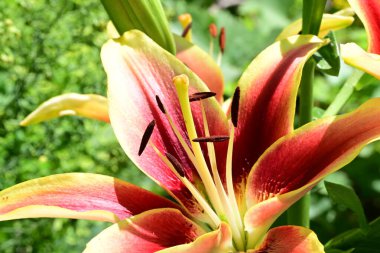 Güzel kırmızı ve sarı zambak çiçekleri güneşli bir sabah bahçesinde