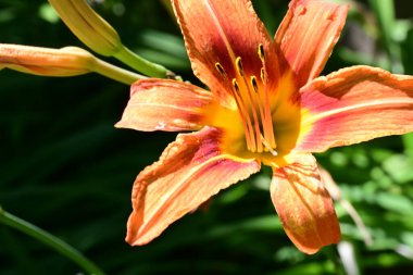 Güneşli bir sabahta bahçede güzel turuncu zambak