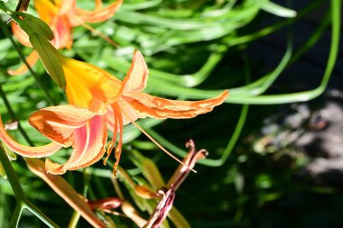 Güneşli bir sabahta bahçede güzel turuncu zambak