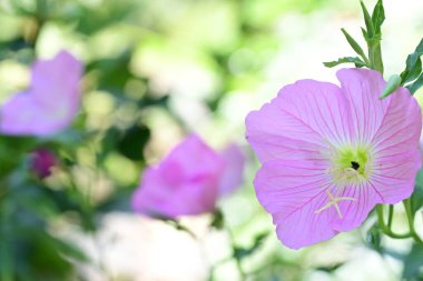 Güneşli yaz gününde bahçede büyüyen güzel çiçeklerin yakın çekimi..                        