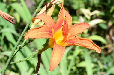 Güneşli bir sabahta bahçede güzel turuncu zambak