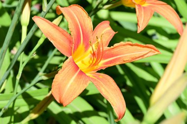 Güneşli bir sabahta bahçede güzel turuncu zambak