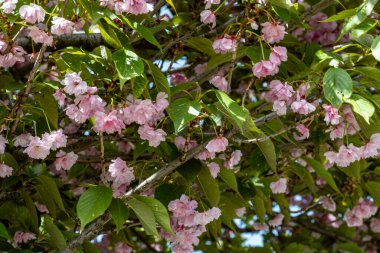Bahçede açan güzel çiçeğin yakın görüntüsü 