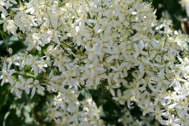 Güzel beyaz çiçekler yaz bahçesinde
